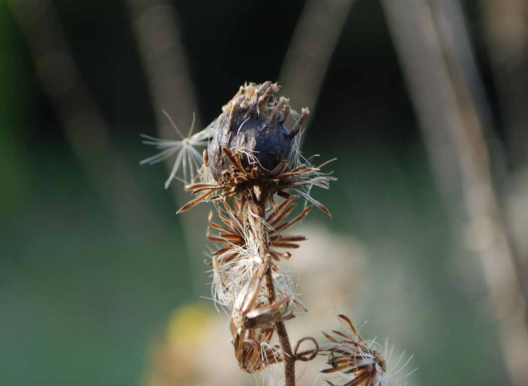 ID Tephritidae: Myopites cf. stylatus femmina